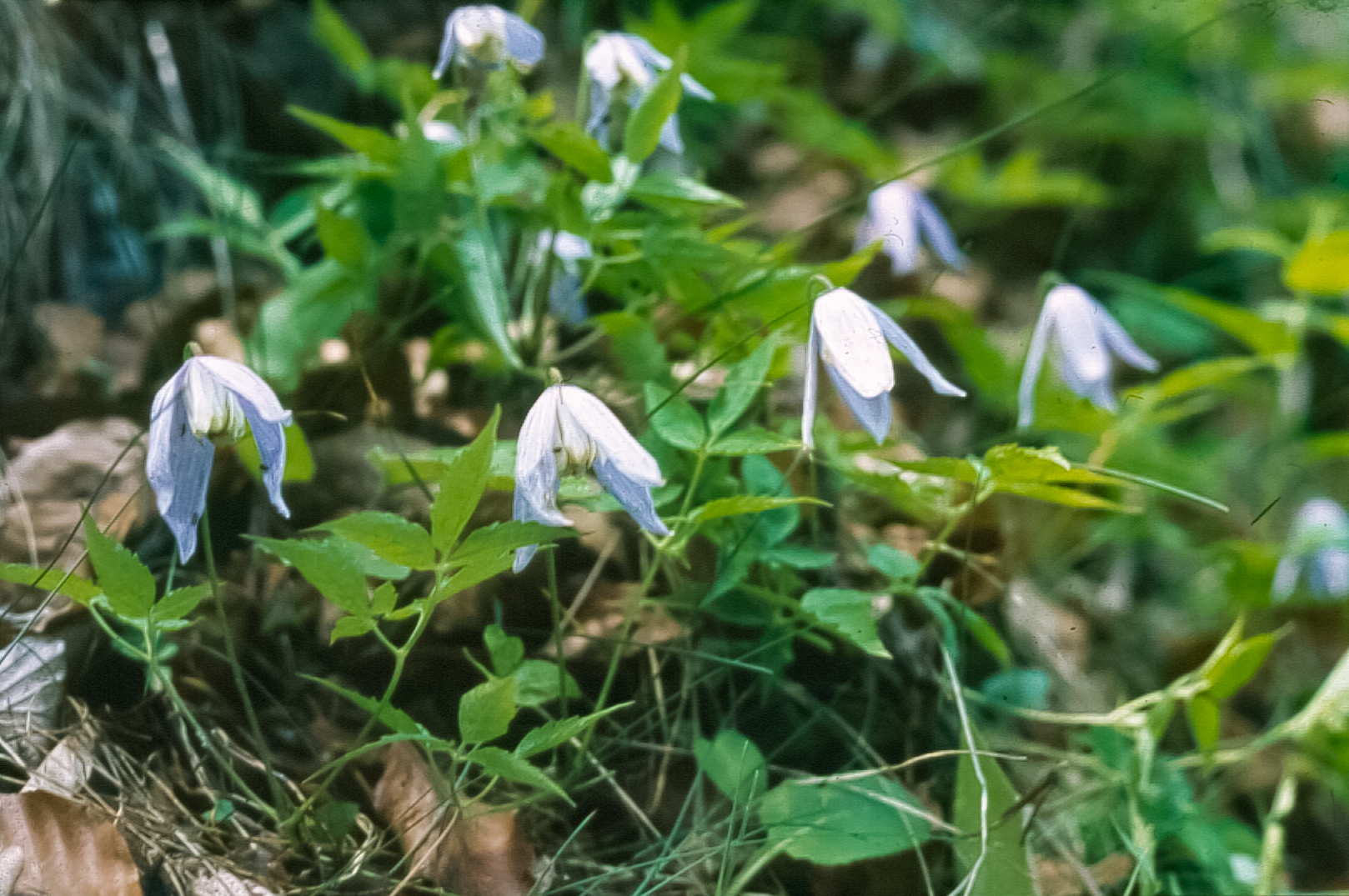 clematis alpina3_edited.jpg
